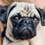 Illness in Your Pug