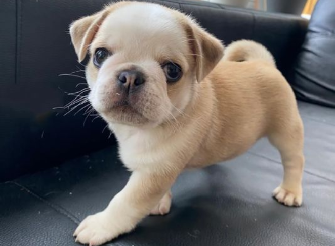 Create a Pug Personality Quiz