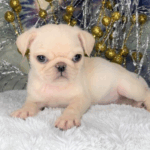 Raw Diets and Pugs: Pros and Cons