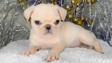 Raw Diets and Pugs: Pros and Cons