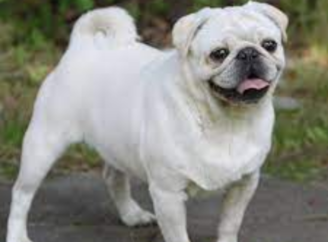 Managing Your Pug’s Shedding