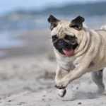 Best Diet Plans for Pugs