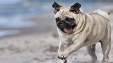 Best Diet Plans for Pugs