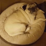 Housebreaking a Stubborn Pug