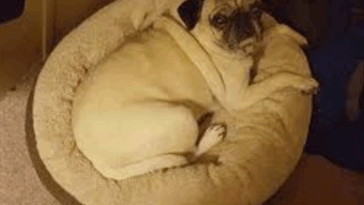 Housebreaking a Stubborn Pug