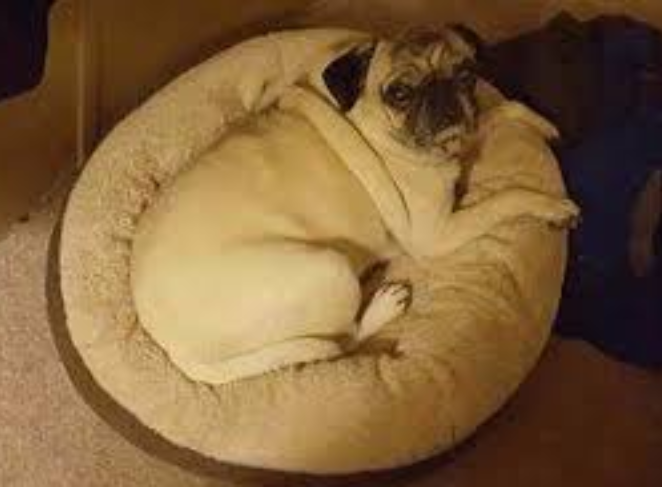 Housebreaking a Stubborn Pug