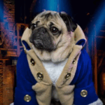 Best Dog Clothes for Pugs