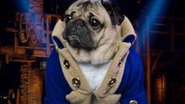 Best Dog Clothes for Pugs