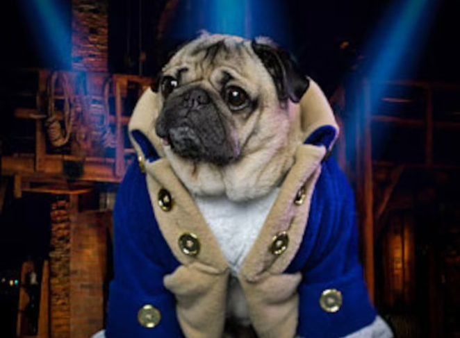 Best Dog Clothes for Pugs