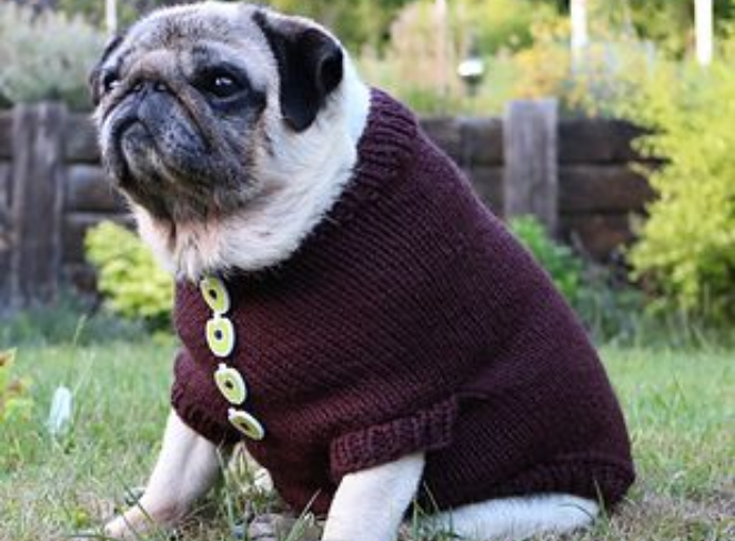 Best Dog Clothes for Pugs
