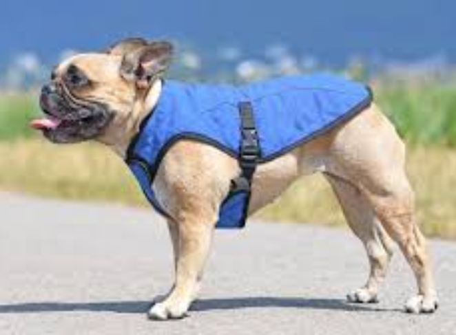 Training a Deaf or Blind Pug
