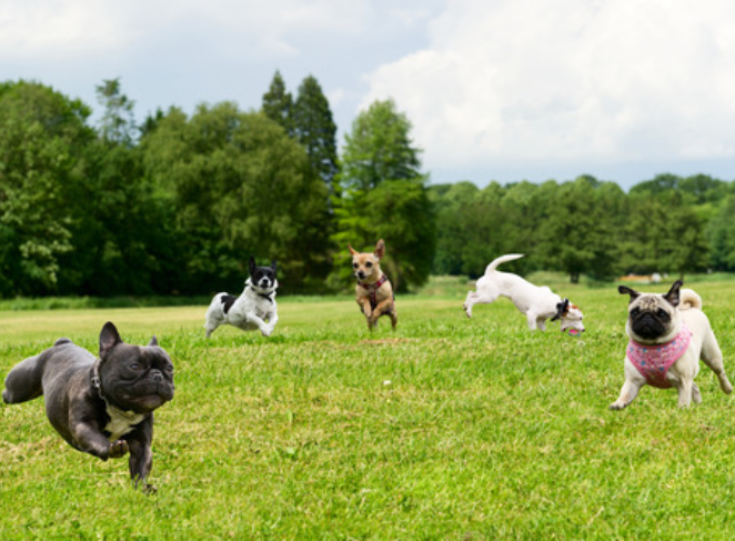 Signs of Allergies in Pugs
