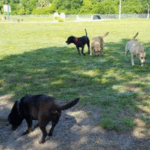 Signs of Allergies in Pugs