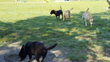 Signs of Allergies in Pugs