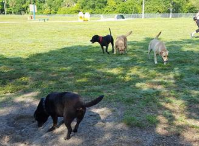 Signs of Allergies in Pugs
