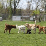 Signs Your Pug Is Getting Older