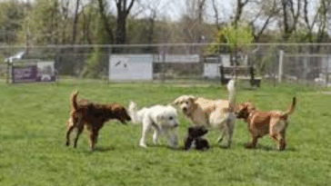 Signs Your Pug Is Getting Older