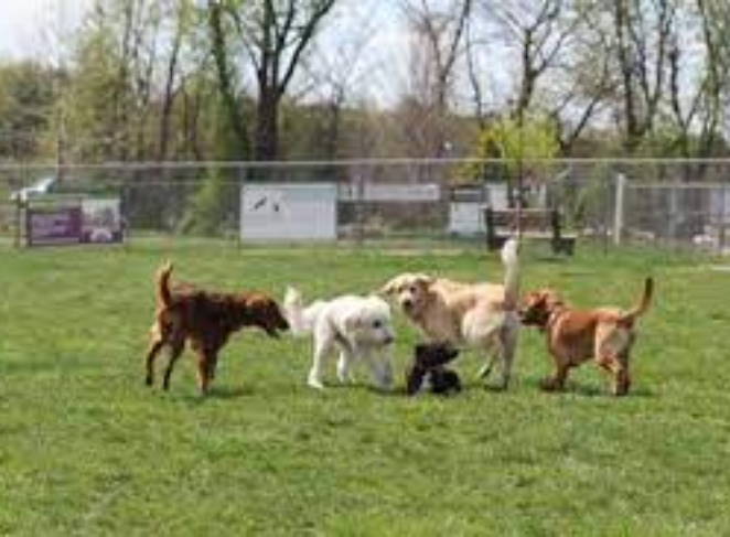 Signs Your Pug Is Getting Older