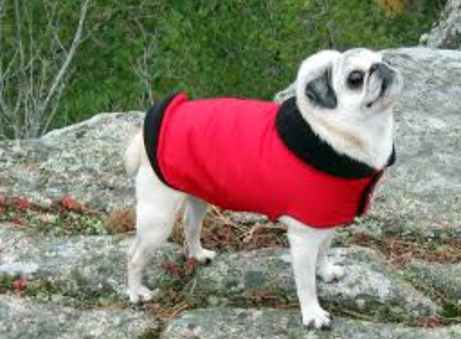Winter Jackets for Pugs