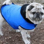 Winter Jackets for Pugs