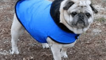 Winter Jackets for Pugs