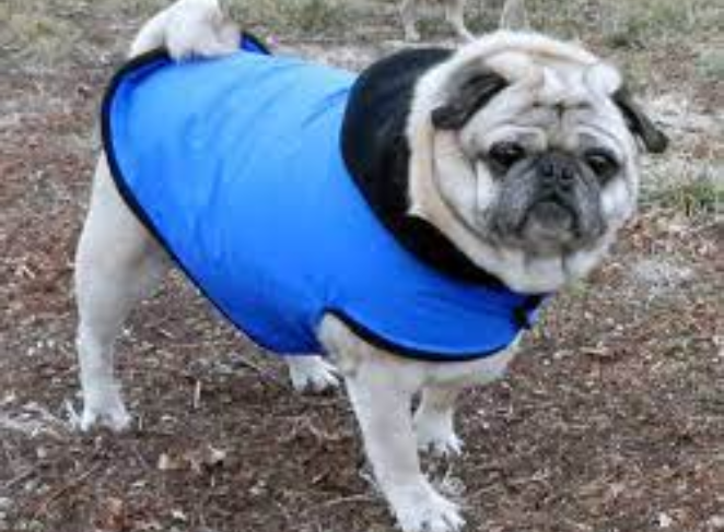 Winter Jackets for Pugs