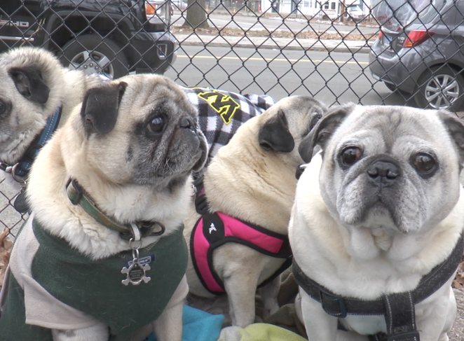 Walking Tips for Flat-Faced Breeds

