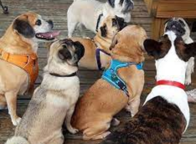 Walking Tips for Flat-Faced Breeds

