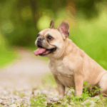 Dog DNA Tests: What I Learned About My Pug
