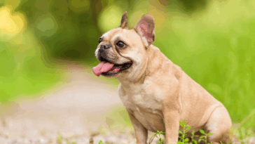 Dog DNA Tests: What I Learned About My Pug
