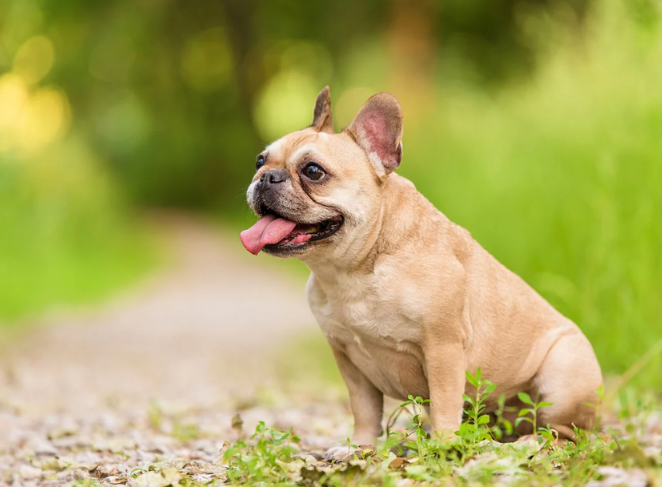 Walking Tips for Flat-Faced Breeds