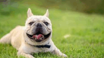 How Much Does a Pug Puppy Cost?