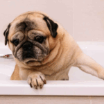 Bathe a Pug the Right Way