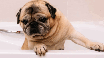 Bathe a Pug the Right Way