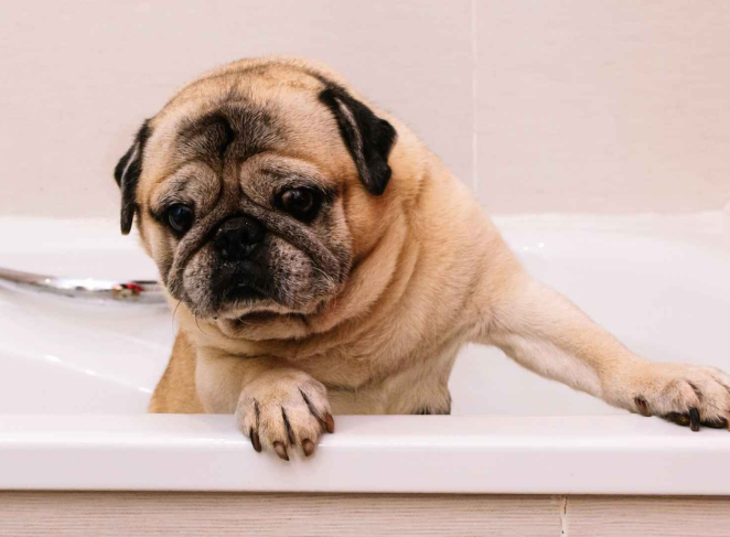Bathe a Pug the Right Way