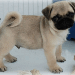 Foster a Rescue Pug