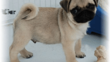 Foster a Rescue Pug