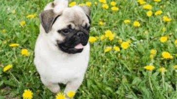 Dog DNA Tests: What I Learned About My Pug