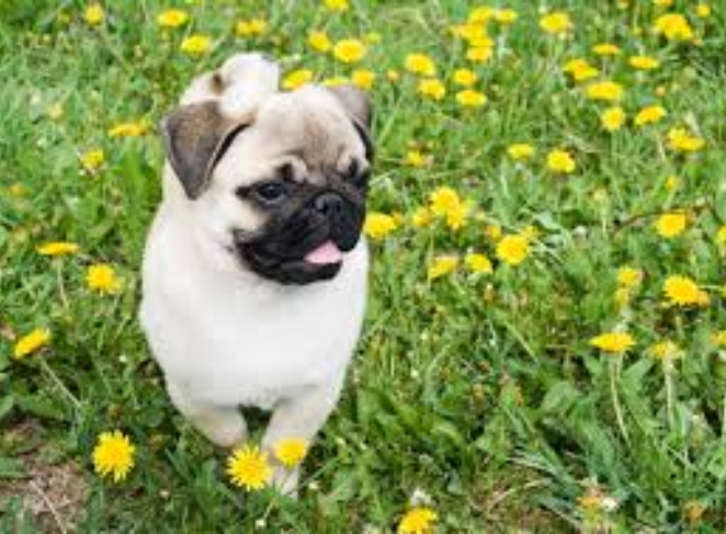 Dog DNA Tests: What I Learned About My Pug