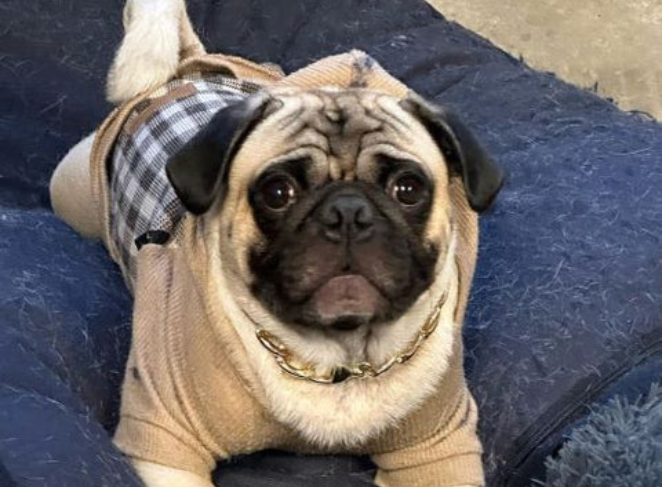 Setting Boundaries with a Pug Puppy
