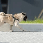 Setting Boundaries with a Pug Puppy