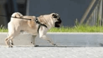 Setting Boundaries with a Pug Puppy
