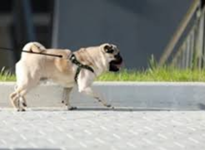 Setting Boundaries with a Pug Puppy