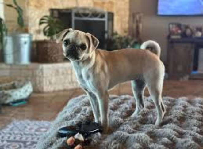 Setting Boundaries with a Pug Puppy
