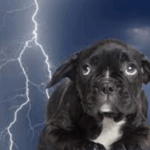 Pugs React to Thunderstorms