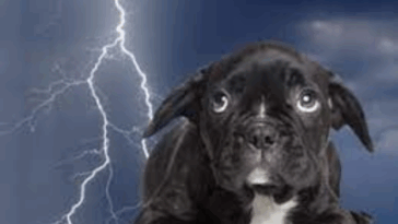 Pugs React to Thunderstorms