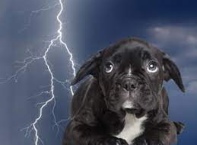 Pugs React to Thunderstorms