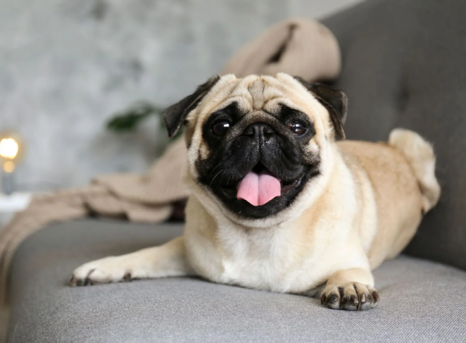 Training a Deaf or Blind Pug
