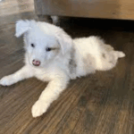 Training a Deaf or Blind Pug