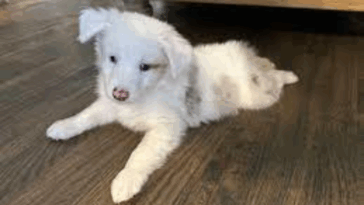 Training a Deaf or Blind Pug